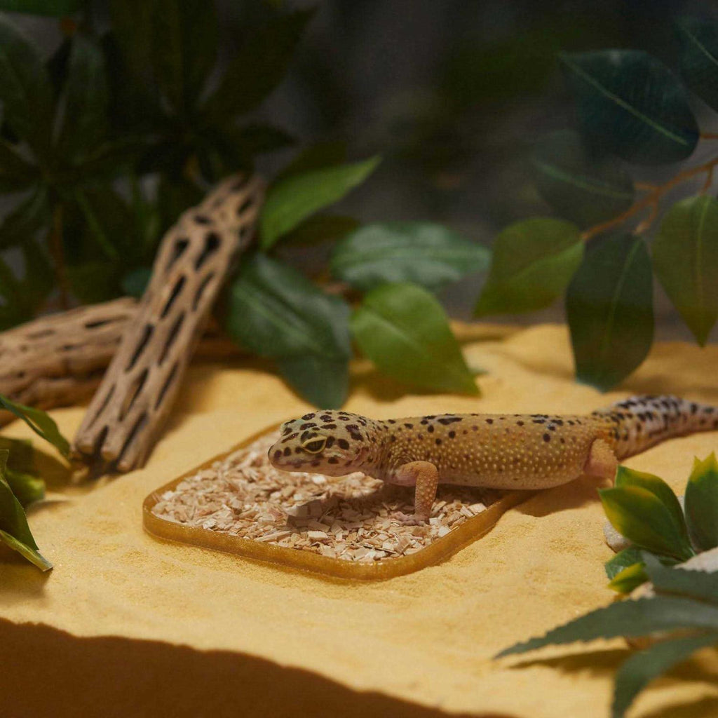 Leopard Geckos LitterBox K8719