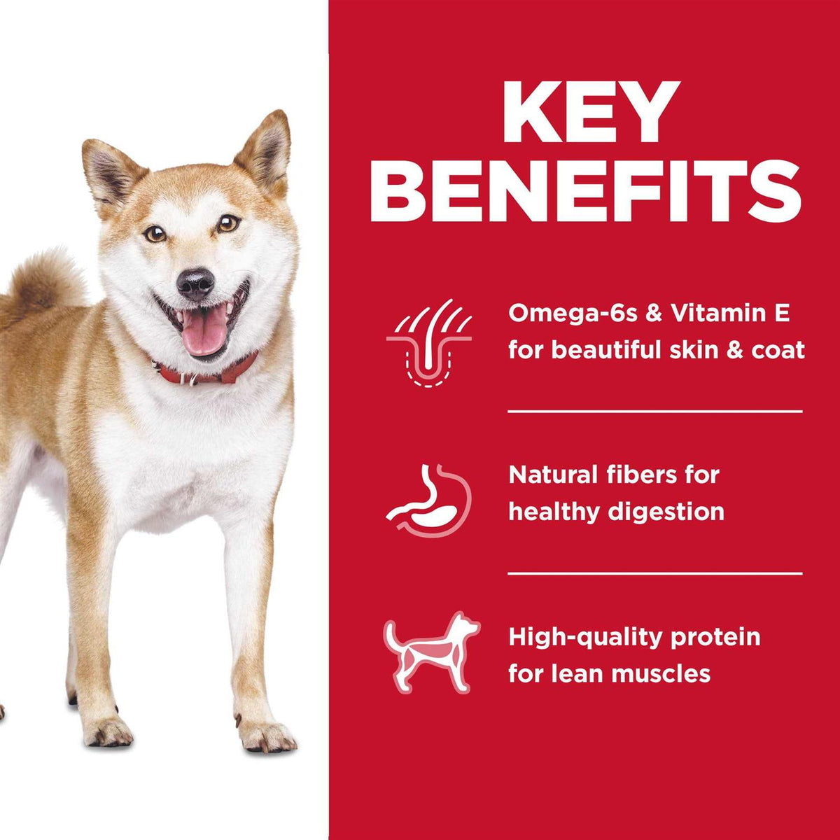 Chicken Dry Dog Food Y35857