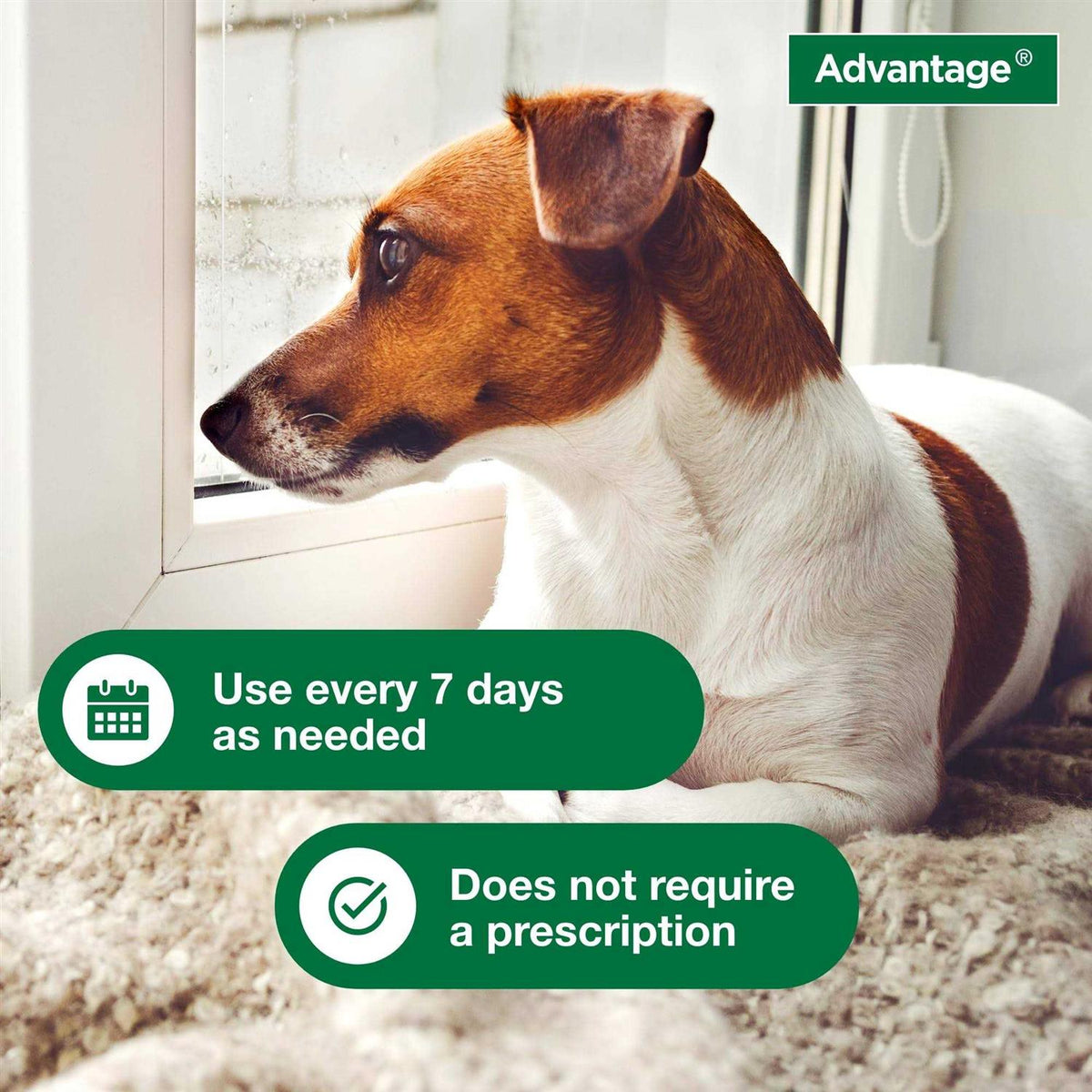 Flea & Tick Treatment Shampoo for Dogs & Puppies F436997