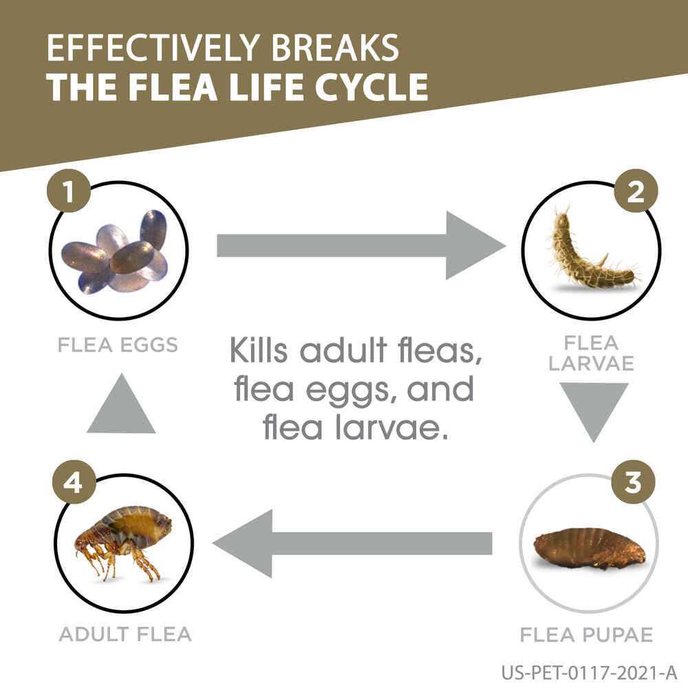 Dog Flea Treatment Z66773