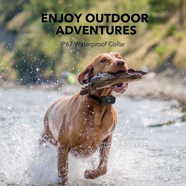 Dog Training System D196086