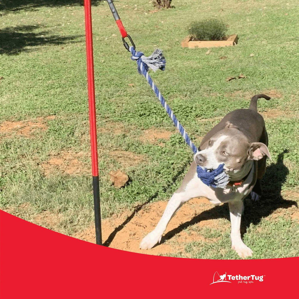 Dog Toy I96108
