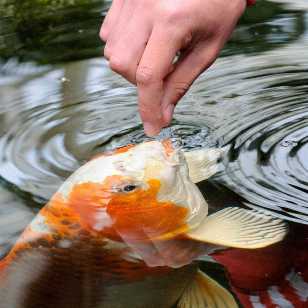 Pond Sticks Goldfish & Koi Food Z7922