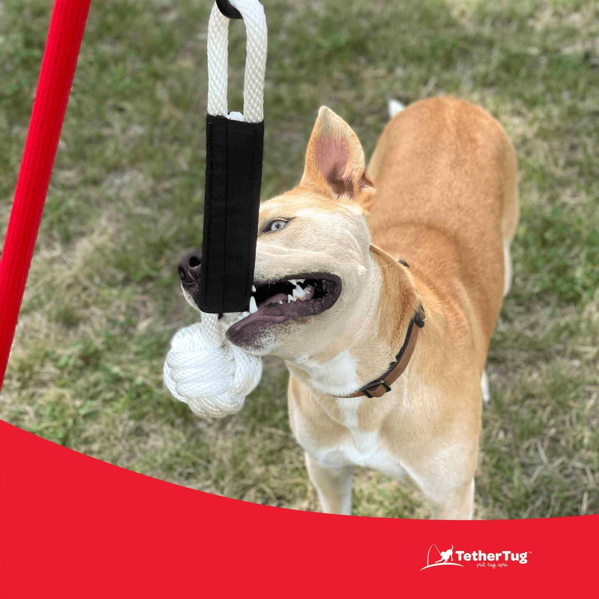 Dog Toy I96108