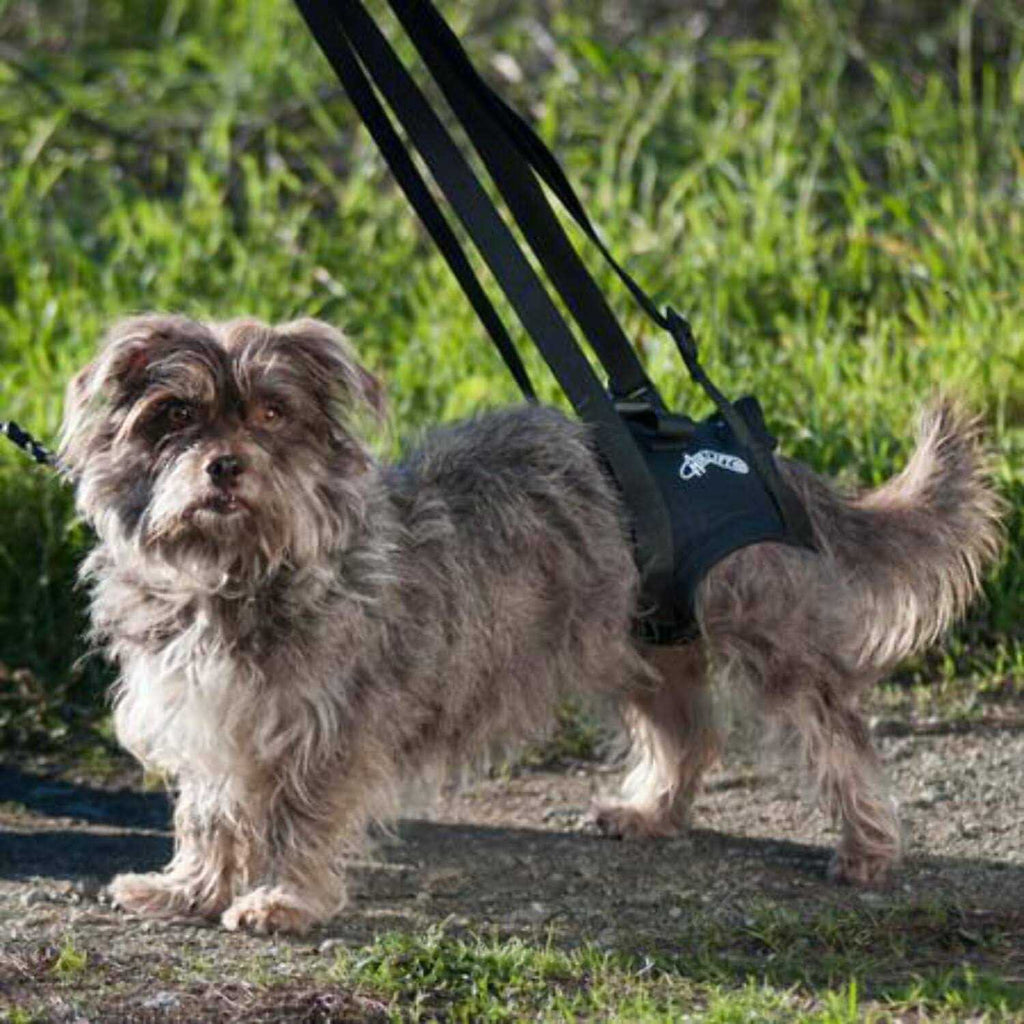 Support Harness T528505