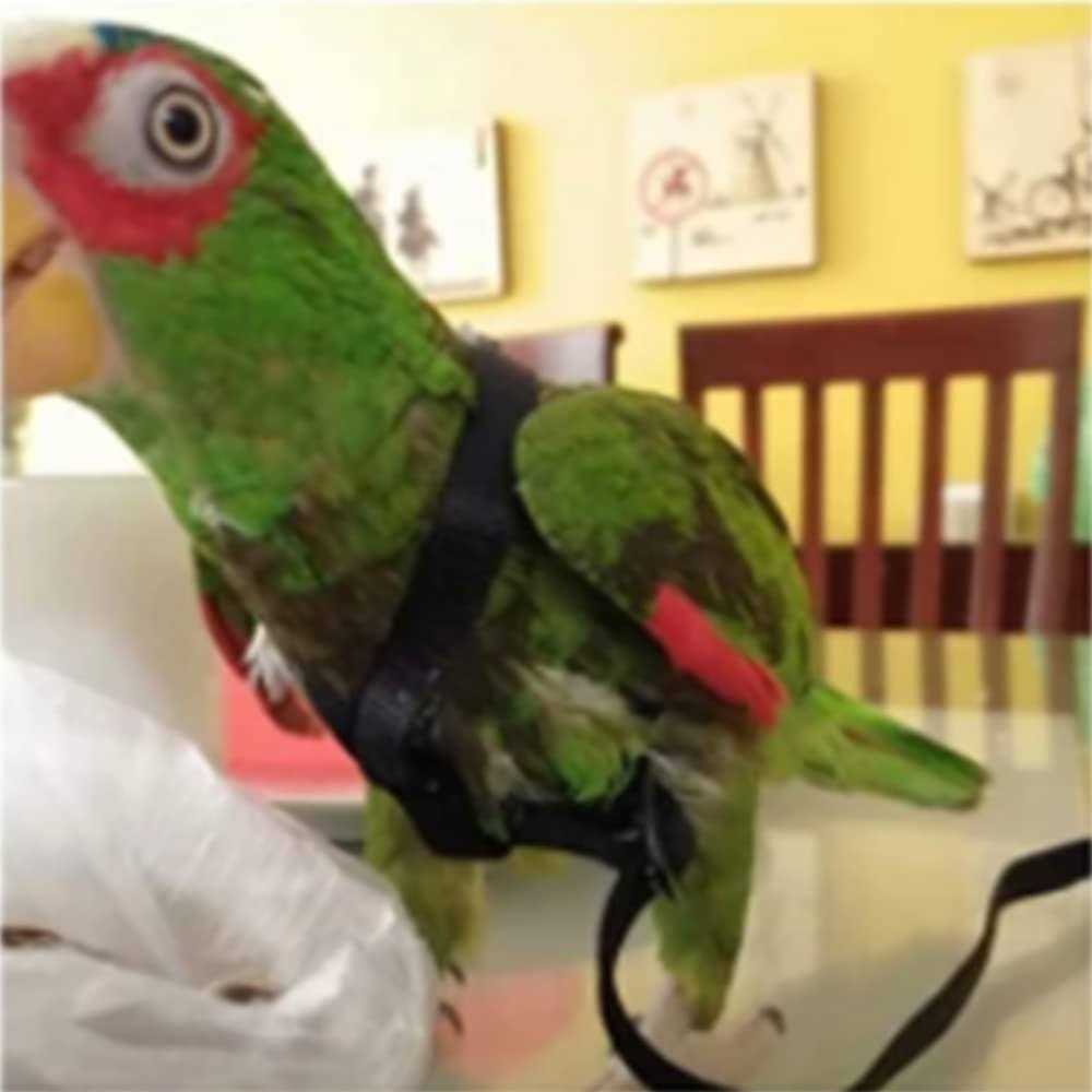Adjustable Bird Harness and Leash W48544