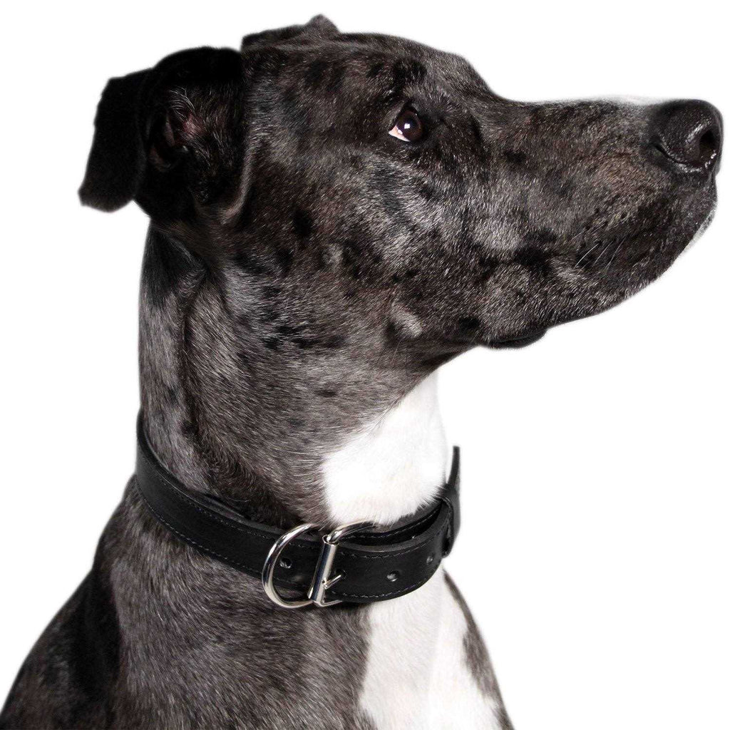 Padded Full Grain Leather Dog Collar Y5886