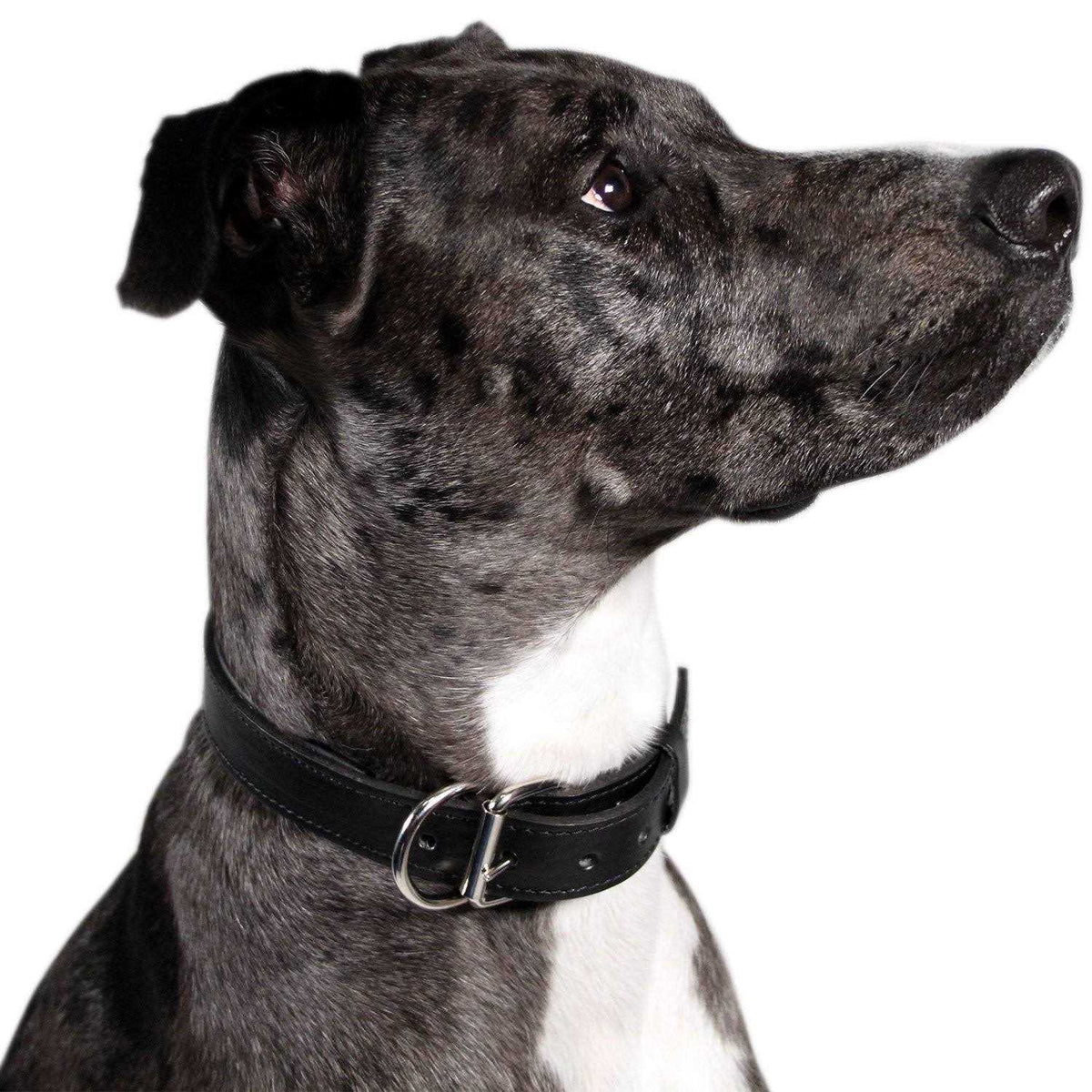 Padded Full Grain Leather Dog Collar Y5886