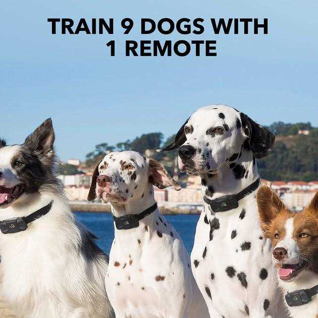 Dog Training System D196086