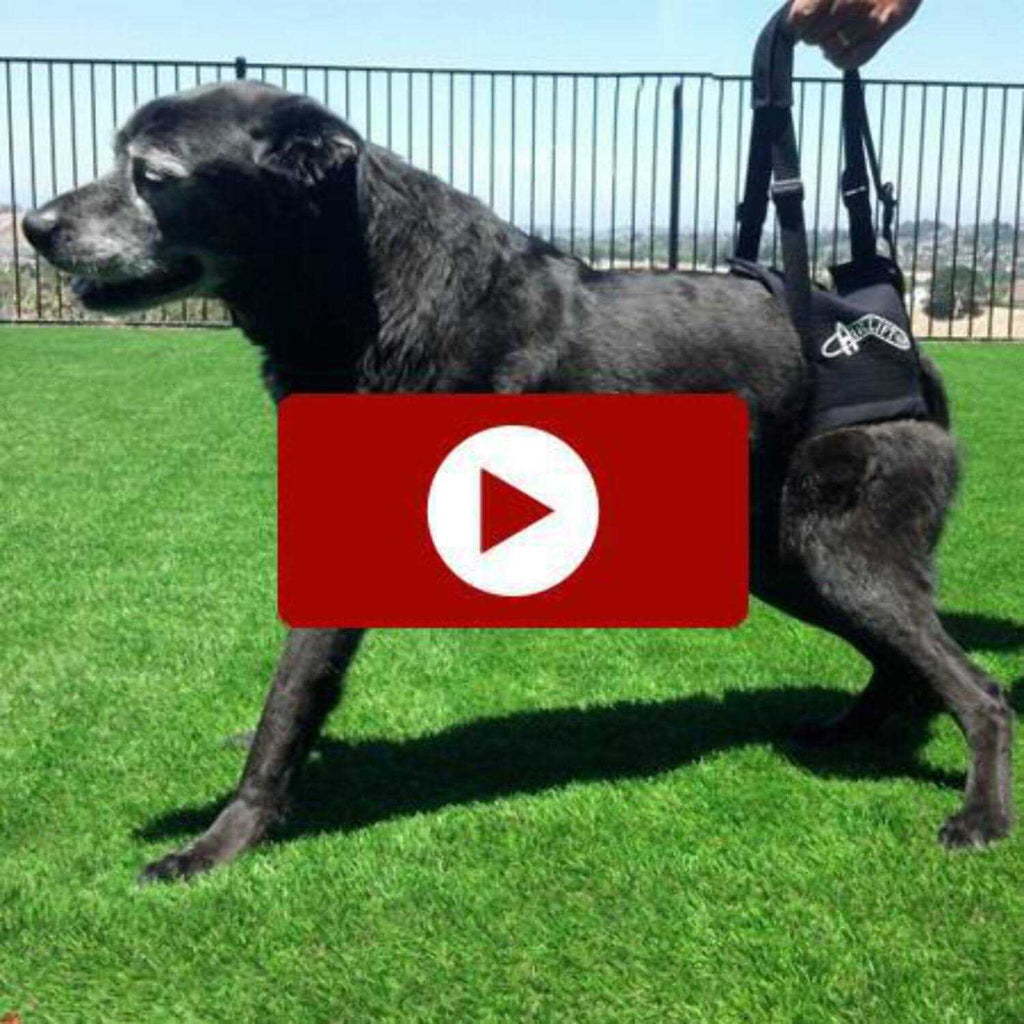 Support Harness T528505