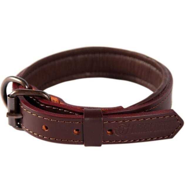 Padded Full Grain Leather Dog Collar Y5886